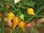 PIMENTA BIQUINHO AMARELA - CAPSICUM CHINENSE - comprar online