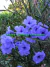 RUELLIA AZUL - RUELLIA BRITTONIANA - comprar online