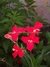 RUELIA VERMELHA - RUELLIA ELEGANS - comprar online
