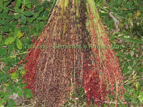 MIX SORGO - SORGHUM BICOLOR