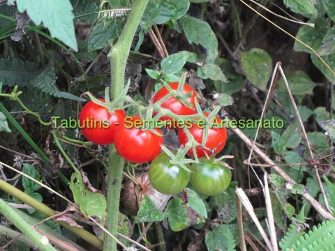 TOMATINHO 3 METROS - comprar online