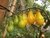 TOMATE PERA AMARELO