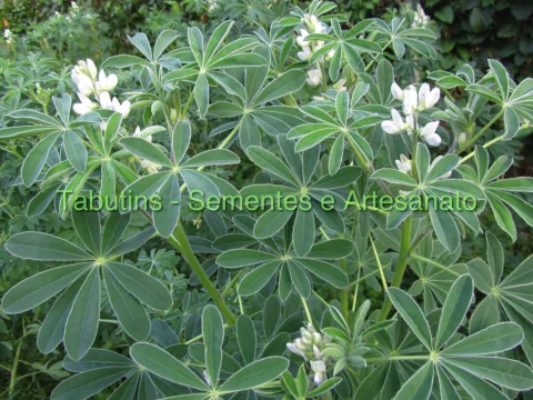 TREMOÇO - LUPINUS ALBUS