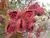 URUCUM - COLORAL - BIXA ORELANA - comprar online