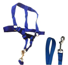 CORREA CON PRETAL PARA PERROS | Conjunto de Paseo Ajustable en internet