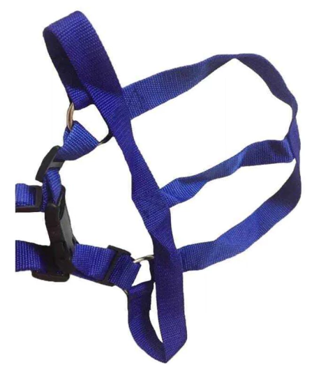 CORREA CON PRETAL PARA PERROS | Conjunto de Paseo Ajustable