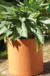 Maceta Cerámica Cilindro - comprar online