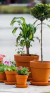 Maceta Ceramica Común - comprar online