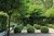 Buxus bocha - comprar online