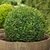 Buxus bocha