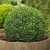 Buxus bocha