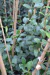 Jazmin de Leche (trachelospermum jasminoides) envase 3 lts.
