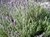 Lavanda dentata envase 3 lts. - comprar online