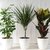 Plantas