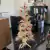Árvore de Natal de Patchouli 120 cm - comprar online