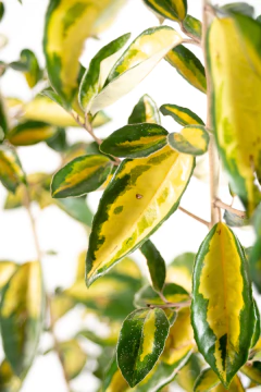 Elaeagnus x Ebbingei "Variegata" en internet