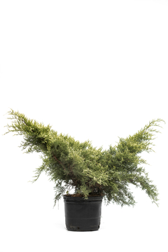 Juniperus chinensis "Pfitzeriana Old Gold"