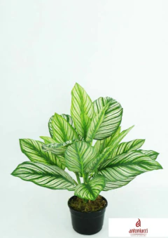 Calathea Nat 40cm - comprar online