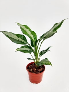 Aglaonema M15 Pataya
