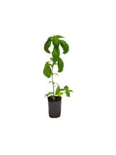 Albahaca (Ocimum basilicum)
