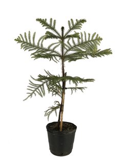 Araucaria excelsa E07 - 007364