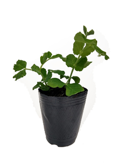 Arveja (Pisum sativum)