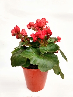 Begonia Elatior