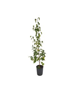 Betula alba E04 (Abedul) - 6693