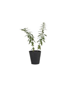 Buscapina Parietaria Officinalis