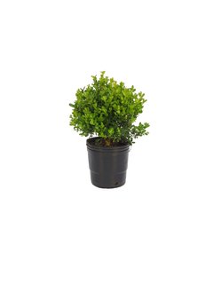 Buxus sempervirens Compacto E03 - 18000