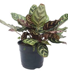 Calathea Makoyana M15