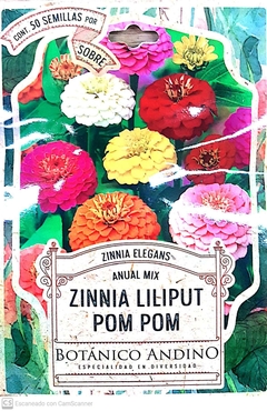 Zinnia Lilput. Pom Pom