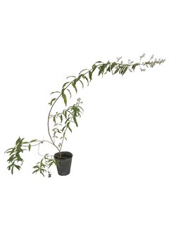 Cedrón (Aloysia citriadora)