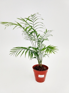 Chamaedorea Elegans M14