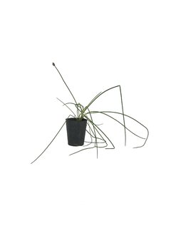 Ciboullete (Allium Scoenoprasum)