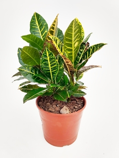 Codiaeum Híbrido
