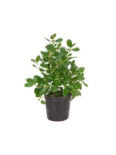 Coprosma baueri E04 - 000187