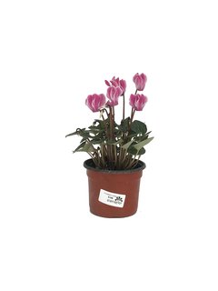 Cyclamen Persicum serie "Dixie Mix"