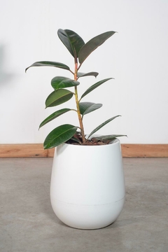 Ficus decora E03 disciplinado - 1174