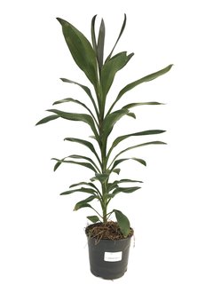 Dracaena deremensis "Glauca"