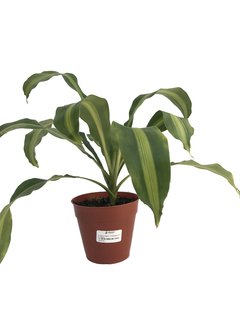 Dracaena fragans Massangeana - comprar online