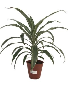 Dracaena Warneckei SP M13