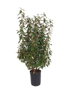 Elaeagnus x ebbingei E13 - 6987