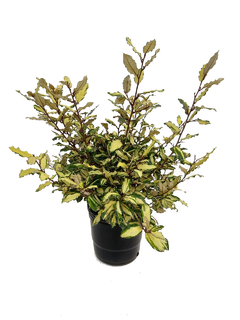 Elaeagnus pungens "Letizia" E07