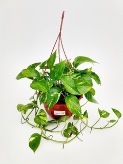 Epipremnum aureum (potus aureo) en internet