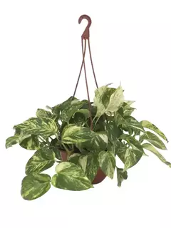 Epipremnum aureum (potus aureo) - comprar online