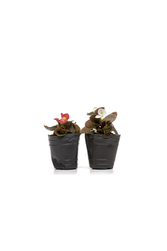 Begonia Flor de azúcar
