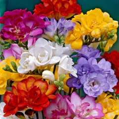 Freesia Double Mixed Colours