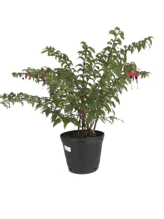 Aljahaba (Fuchsia magellanica)