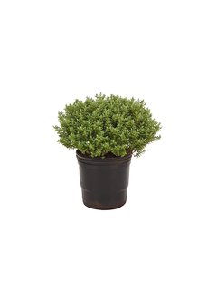 Hebe gemengd E03 - 012526